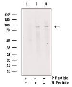 Phospho-RAD17 (Ser86) Antibody in Western Blot (WB)