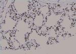 Phospho-p53 (Ser99) Antibody in Immunohistochemistry (Paraffin) (IHC (P))