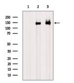 Phospho-Amyloid Precursor Protein (Tyr757) Antibody in Western Blot (WB)