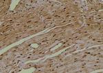 Phospho-Amyloid Precursor Protein (Tyr757) Antibody in Immunohistochemistry (Paraffin) (IHC (P))