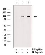 Phospho-UBF-1 (Thr117) Antibody in Western Blot (WB)