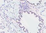 Phospho-GATA2 (Ser192) Antibody in Immunohistochemistry (Paraffin) (IHC (P))