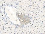 Phospho-WASP (Tyr291) Antibody in Immunohistochemistry (Paraffin) (IHC (P))