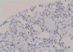 Phospho-NT5C (Ser184) Antibody in Immunohistochemistry (Paraffin) (IHC (P))