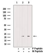 Phospho-Claudin 7 (Tyr210) Antibody in Western Blot (WB)