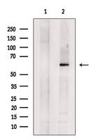 SLC22A8 Antibody in Western Blot (WB)