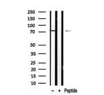 BAP1 Antibody in Western Blot (WB)