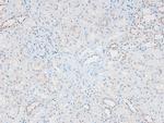 Phospho-Catenin alpha-1 (Ser641) Antibody in Immunohistochemistry (Paraffin) (IHC (P))