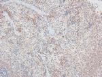 Phospho-Catenin alpha-1 (Ser641) Antibody in Immunohistochemistry (Paraffin) (IHC (P))