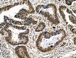 Phospho-p300 (Ser1834) Antibody in Immunohistochemistry (Paraffin) (IHC (P))