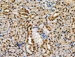 Phospho-p300 (Ser1834) Antibody in Immunohistochemistry (Paraffin) (IHC (P))