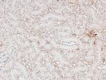 Phospho-p300 (Ser1834) Antibody in Immunohistochemistry (Paraffin) (IHC (P))