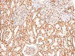 Phospho-BRCA1 (Ser1387) Antibody in Immunohistochemistry (Paraffin) (IHC (P))
