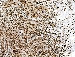 Phospho-RXRA (Ser260) Antibody in Immunohistochemistry (Paraffin) (IHC (P))