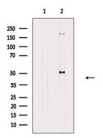 Phospho-RXRA (Ser260) Antibody in Western Blot (WB)