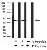 Phospho-Connexin 43 (Ser279) Antibody in Western Blot (WB)