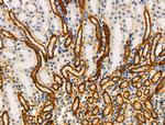 Phospho-MKP3 (Ser197) Antibody in Immunohistochemistry (Paraffin) (IHC (P))