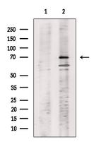 Phospho-SHC (Tyr349, Tyr350) Antibody in Western Blot (WB)