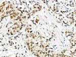 Phospho-SMAD1/SMAD9 (Ser463, Ser465) Antibody in Immunohistochemistry (Paraffin) (IHC (P))