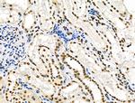 Phospho-SMAD1/SMAD9 (Ser463, Ser465) Antibody in Immunohistochemistry (Paraffin) (IHC (P))