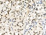 Phospho-SMAD1/SMAD9 (Ser463, Ser465) Antibody in Immunohistochemistry (Paraffin) (IHC (P))