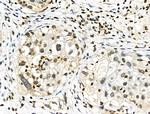 Phospho-SMAD1/SMAD9 (Ser463, Ser465) Antibody in Immunohistochemistry (Paraffin) (IHC (P))