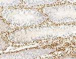 OGDH Antibody in Immunohistochemistry (Paraffin) (IHC (P))