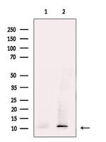 SRP9 Antibody in Western Blot (WB)