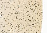 FAM96B Antibody in Immunohistochemistry (Paraffin) (IHC (P))