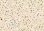 FAM96B Antibody in Immunohistochemistry (Paraffin) (IHC (P))