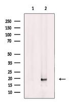FAM96B Antibody in Western Blot (WB)