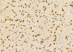 NUFIP1 Antibody in Immunohistochemistry (Paraffin) (IHC (P))