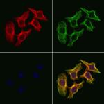 DNAJC19 Antibody in Immunocytochemistry (ICC/IF)