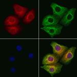 OMA1 Antibody in Immunocytochemistry (ICC/IF)