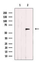 OMA1 Antibody in Western Blot (WB)