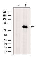 OMA1 Antibody in Western Blot (WB)