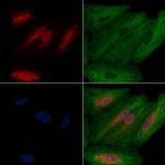 MZF1 Antibody in Immunocytochemistry (ICC/IF)