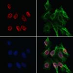 MZF1 Antibody in Immunocytochemistry (ICC/IF)