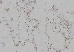 MZF1 Antibody in Immunohistochemistry (Paraffin) (IHC (P))