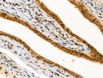 MZF1 Antibody in Immunohistochemistry (Paraffin) (IHC (P))