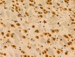 MZF1 Antibody in Immunohistochemistry (Paraffin) (IHC (P))