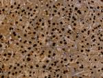 MZF1 Antibody in Immunohistochemistry (Paraffin) (IHC (P))