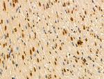 MZF1 Antibody in Immunohistochemistry (Paraffin) (IHC (P))