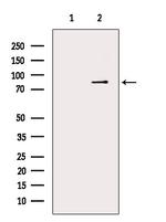 MZF1 Antibody in Western Blot (WB)