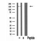 PARD3 Antibody in Western Blot (WB)