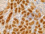 SLC25A6 Antibody in Immunohistochemistry (Paraffin) (IHC (P))