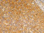 GUSB Antibody in Immunohistochemistry (Paraffin) (IHC (P))