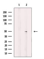 CHST10 Antibody in Western Blot (WB)