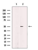 EFEMP2 Antibody in Western Blot (WB)