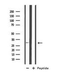 MSX2 Antibody in Western Blot (WB)
